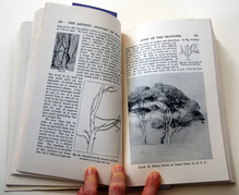 A page from The Artistic Anatomy of Trees by Rex Vicat Cole