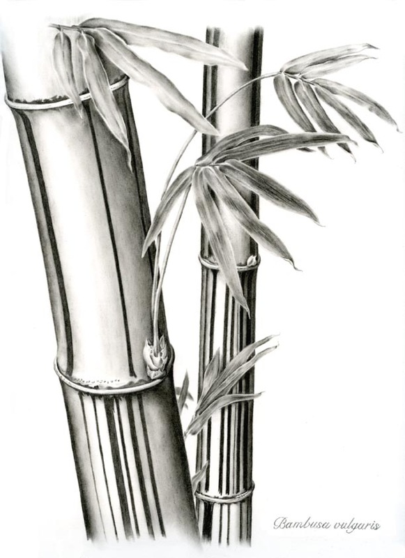 Bamboo stalks in in sensitive graphite tone.