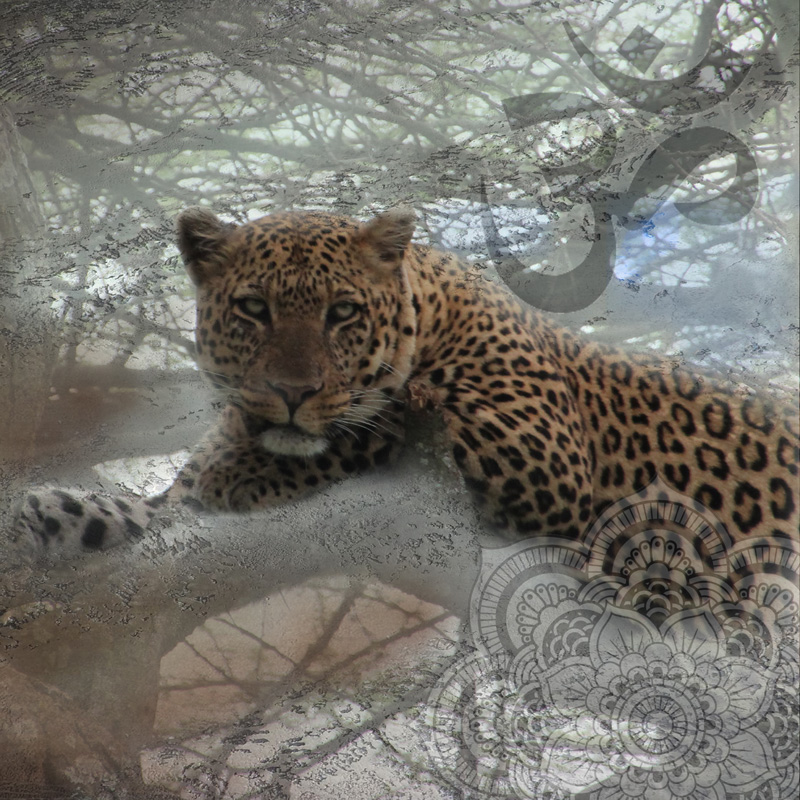 Spotted Leopard resting in a tree branch stars in this photo collage with hints of Asian artworks.